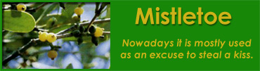 mistletoe2007.jpg