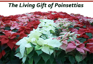 poinsettias2007.jpg